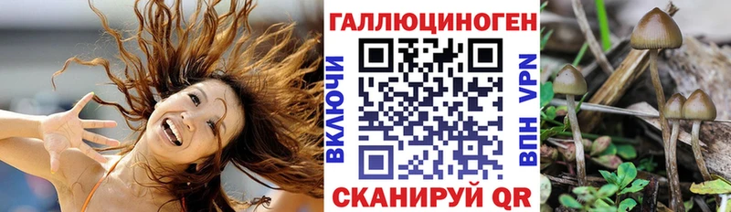 Купить  Няндома  Псилоцибиновые грибы мицелий 